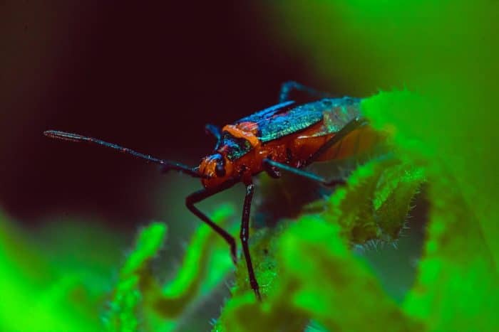 Découvrez les meilleurs outils gratuits pour reconnaître les insectes grâce à votre smartphone