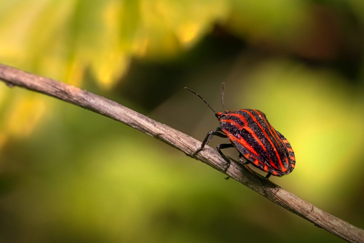 insectes smartphone