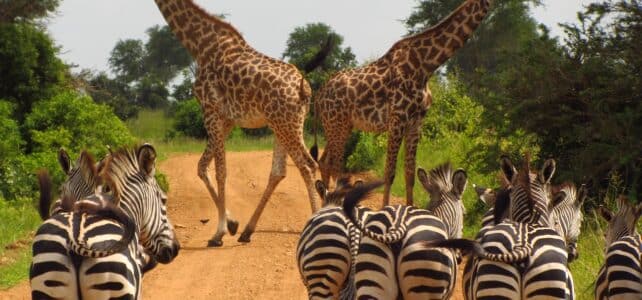 Le meilleur parc de Tanzanie : un paradis à découvrir
